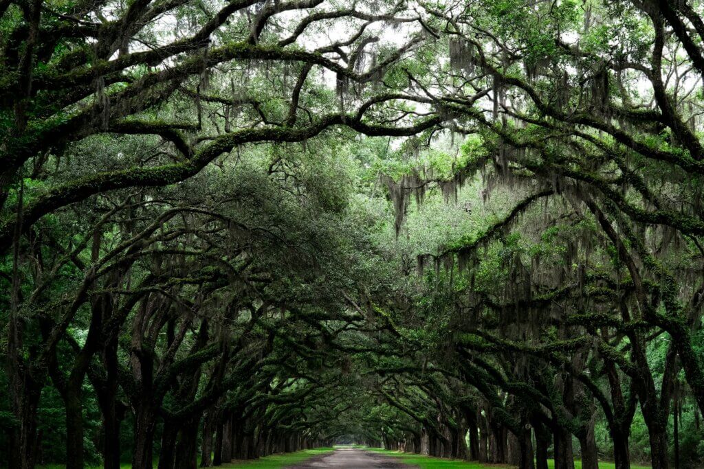 Trees with Spanish moss hanging over a road